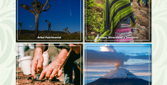 Concurso Nacional de Fotografía Forestal 2026 — Visión Forestal
